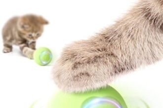 Baytion Gioco Gatto Interattivo Palla Giocattolo per Gatti in Casa Intelligente Rotolante Automatica, con 2 Modalità, Luci a LED Mutevoli, Ricaricabili di Tipo C per gatto e cucciolo, Verde